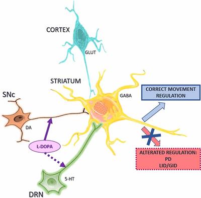 Interactions Between the Serotonergic and Other Neurotransmitter Systems in the Basal Ganglia: Role in Parkinson’s Disease and Adverse Effects of L-DOPA